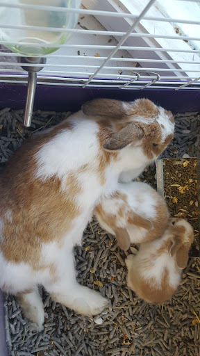 Pet Supply Store «Coastline Pet Supply», reviews and photos, 3530 Northgate Dr, Myrtle Beach, SC 29588, USA