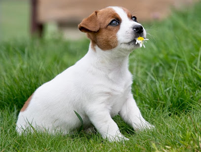 Foxhollow Jack Russell Terrier