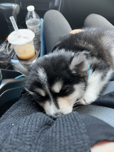 Pet Supply Store «Petland Dallas», reviews and photos, 11909 Preston Rd, Dallas, TX 75230, USA