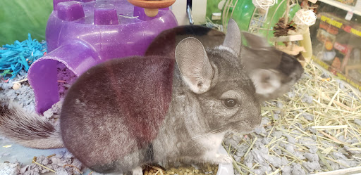 Pet Supply Store «PetSmart», reviews and photos, 291 Skokie Blvd, Northbrook, IL 60062, USA