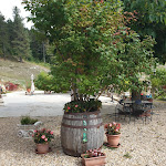 Photo n°31 de l'avis de Giony. fait le 06/10/2019 à 17:59 sur le  Alla Magnatora - osteria fuori porta (Piglio-FR) à Piglio