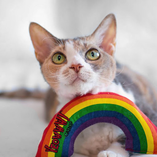 Pet Supply Store «Dogge Style Pets Passyunk», reviews and photos, 1700 E Passyunk Ave, Philadelphia, PA 19148, USA