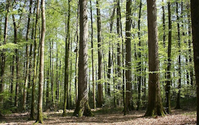 Forestry France à Vannes