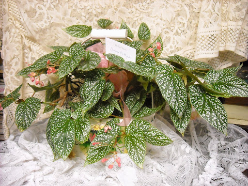 Florist «Ames Greenhouse», reviews and photos, 3011 S Duff Ave, Ames, IA 50010, USA