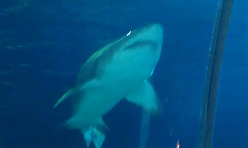 Zoo «Rainforest Pyramid», reviews and photos, 1 Hope Blvd, Galveston, TX 77554, USA