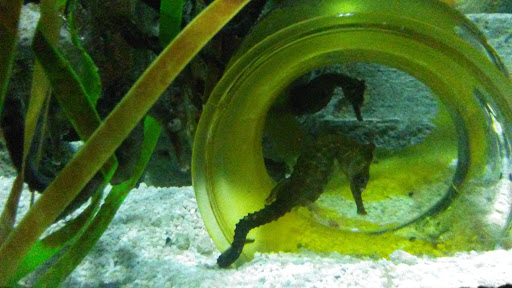 Aquarium «SEA LIFE Grapevine Aquarium», reviews and photos, 3000 Grapevine Mills Pkwy, Grapevine, TX 76051, USA