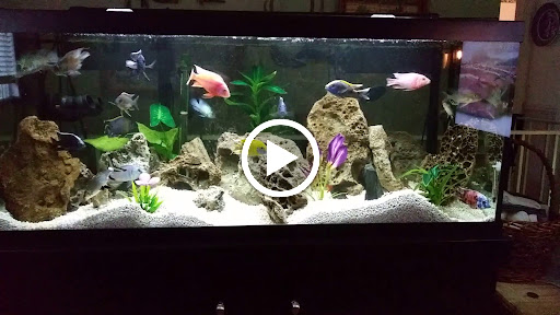 Pet Supply Store «Live Fish Direct .com», reviews and photos, 12270 700 E, Draper, UT 84020, USA
