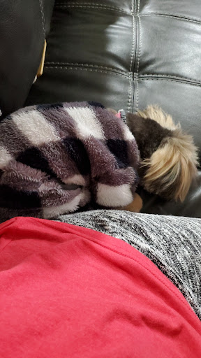 Pet Supply Store «Pet Supplies Plus», reviews and photos, 9500 Dorchester Rd #350, Summerville, SC 29485, USA