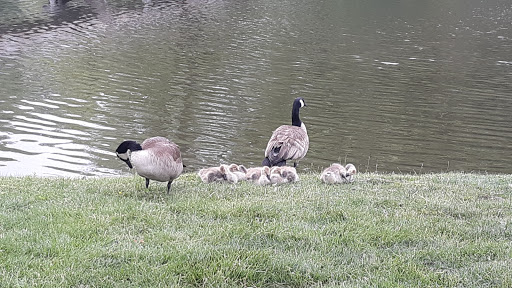 Amusement Park «Adventureland Park», reviews and photos, 3200 Adventureland Dr, Altoona, IA 50009, USA