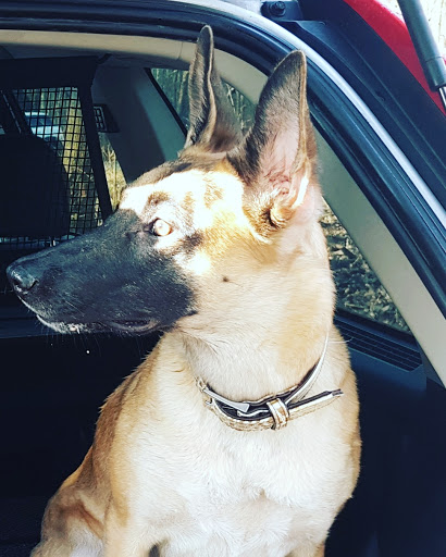 Bernd Paulenz veterinarian unter Lübbenau, Brandenburg