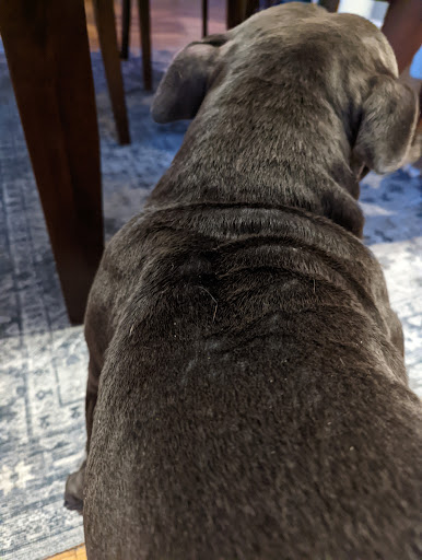 Pet Supply Store «Highland Pet Supply», reviews and photos, 1186 North Highland Avenue Northeast, Atlanta, GA 30306, USA