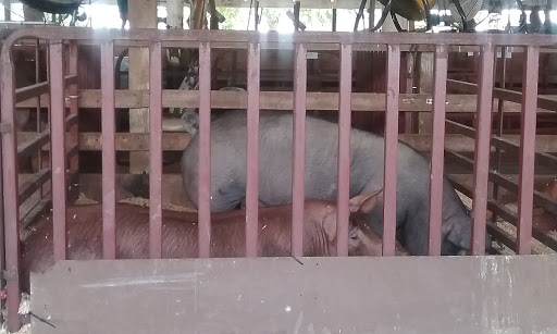 Fairground «Johnson County Indiana 4-H Fairgrounds», reviews and photos, 250 Fairground St, Franklin, IN 46131, USA