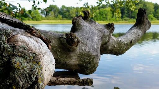 Bird Watching Area «Haehnle Sanctuary», reviews and photos, Seymour Rd, Pleasant Lake, MI 49272, USA