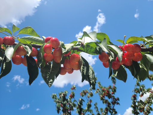 Mike's U-Pick CHERRIES