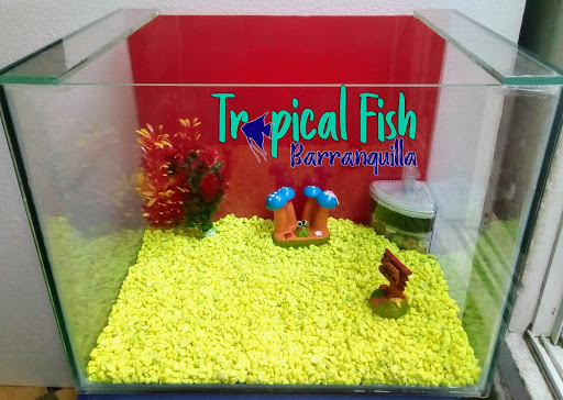 Tropicalfishbarranquilla