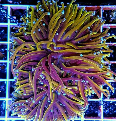 Tropical Fish Store «Arizona Custom Aquariums», reviews and photos, 3817 N Oracle Rd #A, Tucson, AZ 85705, USA