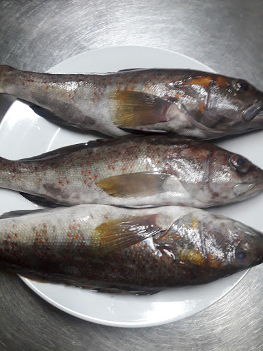 bahia fish