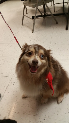 Pet Supply Store «PetSmart», reviews and photos, 1705 N Bechtle Ave, Springfield, OH 45504, USA