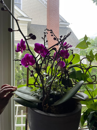 Florist «Earth Garden», reviews and photos, 89 Elm St, New Canaan, CT 06840, USA