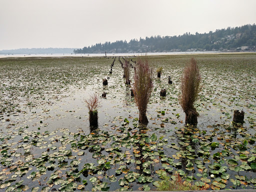 Park «Juanita Beach Park», reviews and photos, 9703 NE Juanita Dr, Kirkland, WA 98034, USA