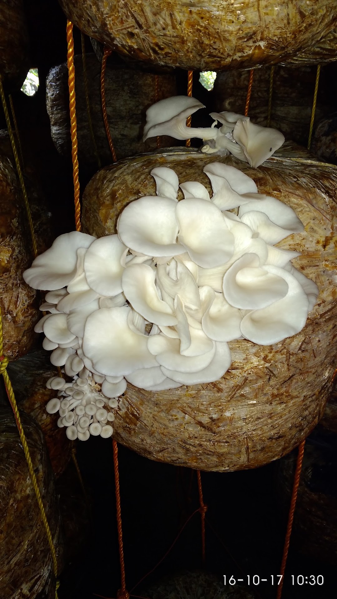 unique mashroom