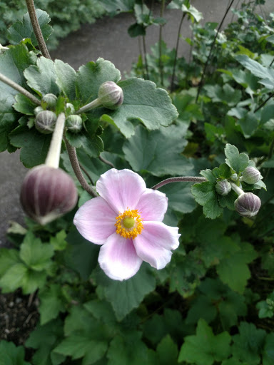 Live Music Venue «Blossom Music Center», reviews and photos, 1145 W Steels Corners Rd, Cuyahoga Falls, OH 44223, USA