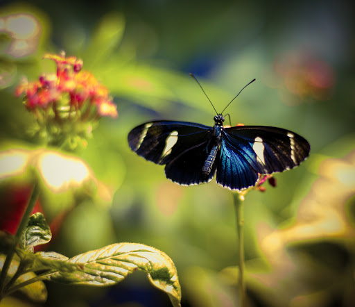 Gift Shop «Smithsonian Museum of Natural History Gift Shops», reviews and photos, 10th St NW & Constitution Avenue Northwest, Washington, DC 20004, USA