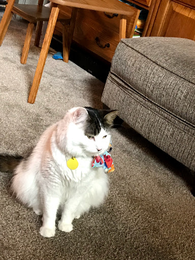 Pet Store «Lucky Pets», reviews and photos, 12246 42nd St NE, St Michael, MN 55376, USA