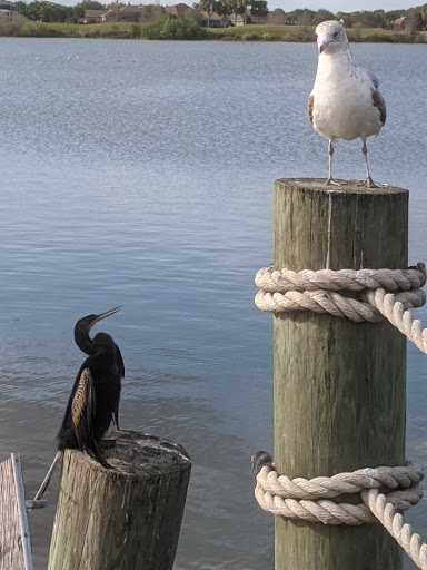 Coffee Shop «Starbucks», reviews and photos, 966 Old Mill Run, The Villages, FL 32162, USA