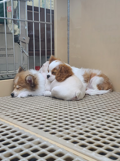 Pet Store «Petland», reviews and photos, 10289 Ulmerton Rd, Largo, FL 33771, USA