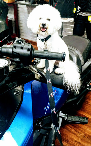 Motorcycle Dealer «Spirit Motorcycles San Jose», reviews and photos, 460 Meridian Ave, San Jose, CA 95126, USA