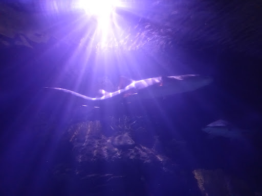 Recreation Center «Fonde Community Center», reviews and photos, 110 Sabine St, Houston, TX 77007, USA