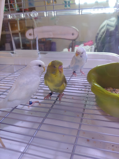 Pet Supply Store «Petco Animal Supplies», reviews and photos, 6025 Kruse Dr #159, Solon, OH 44139, USA