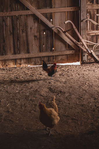 State Park «Lyndon B. Johnson State Park & Historic Site», reviews and photos, 199 Park Road 52, Stonewall, TX 78671, USA