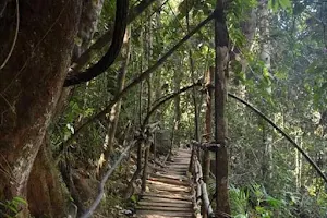 Kanneliya Forest Reserve image