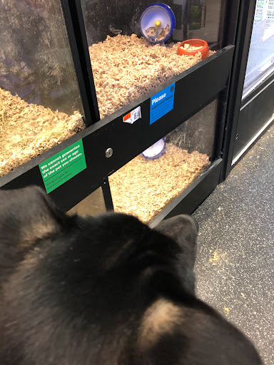 Shopping Mall «Shillington Shopping Center», reviews and photos, 502 E Lancaster Ave, Reading, PA 19607, USA