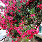 Photo n°4 de l'avis de Marika.a fait le 17/07/2019 à 16:24 sur le  La Conchiglia à Spotorno