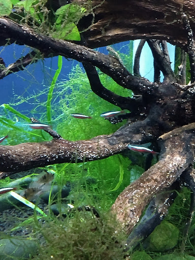 Aquarium «Via Aquarium», reviews and photos, 93 W Campbell Rd, Schenectady, NY 12306, USA