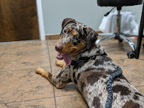 Countryside Veterinary Hospital - Photo 8 - Car repair in Toney, AL, Huntsville