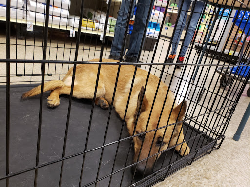 Pet Supply Store «PetSmart», reviews and photos, 21032 S Ellsworth Loop, Queen Creek, AZ 85142, USA