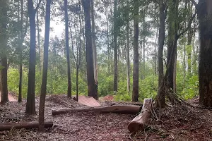 Makawao Forest Reserve Mountain Biking Trails image