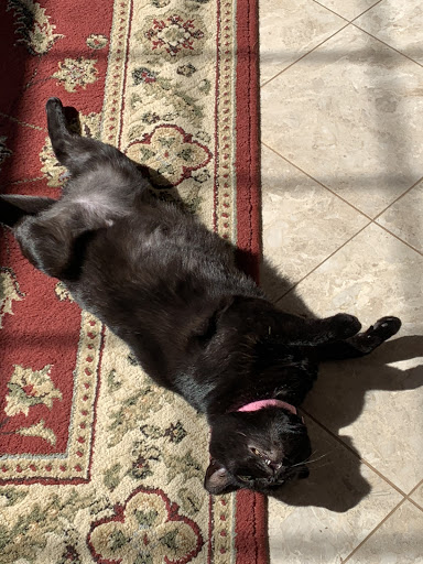 Craft Store «Michaels», reviews and photos, 191 NJ-73, Marlton, NJ 08053, USA