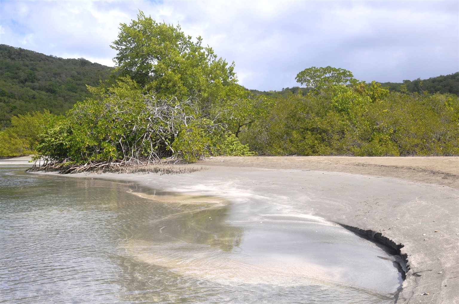 Photo de Plage Mangrove avec l'eau cristalline de surface
