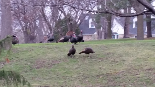 Park «Theodore Wirth Regional Park», reviews and photos, 1339 Theodore Wirth Pkwy, Golden Valley, MN 55422, USA