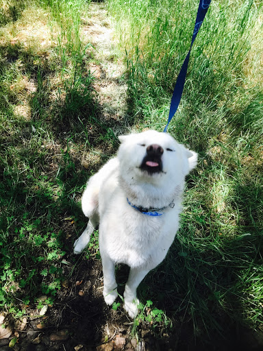 Animal Rescue Service «1 Love Dog Rescue», reviews and photos