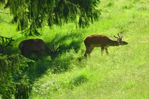 Wildgehege Baden-Baden image