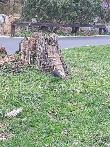 Nature Preserve «Woodend Sanctuary», reviews and photos, 8940 Jones Mill Rd, Chevy Chase, MD 20815, USA