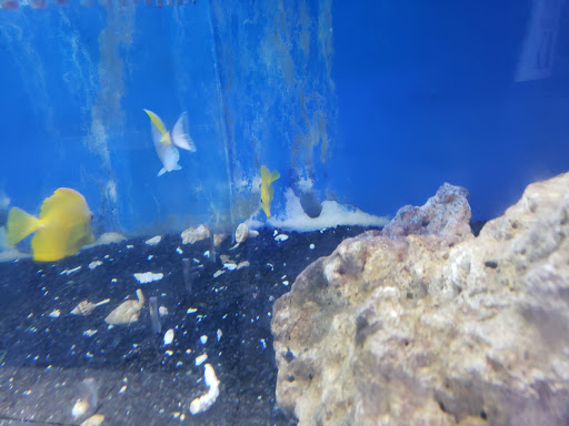 Tropical Fish Store «Coral Reef Aquariums», reviews and photos, 8416 N Armenia Ave, Tampa, FL 33604, USA