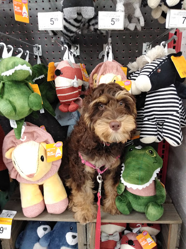 Pet Supply Store «Petco Animal Supplies», reviews and photos, 600 US-441, The Villages, FL 32159, USA