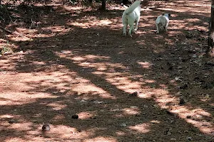 Gene Green Dog Park image